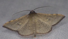 Banisia