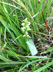 Platanthera hyperborea