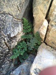 Argyrochosma jonesii