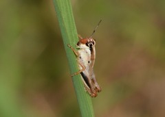 Melanoplus keeleri