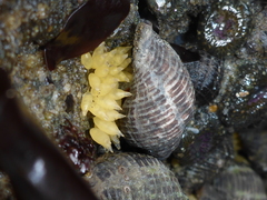 Acanthinucella