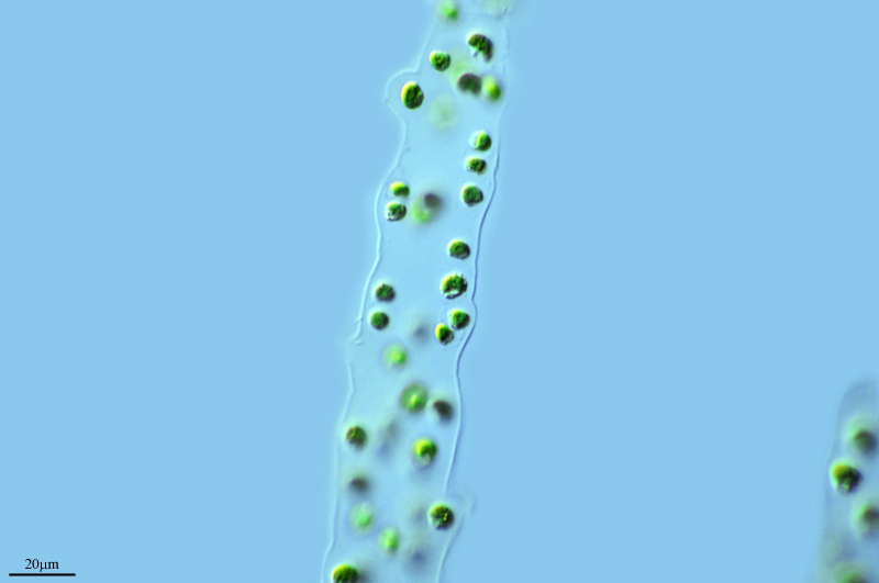 Palmodictyon viride