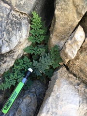 Argyrochosma jonesii