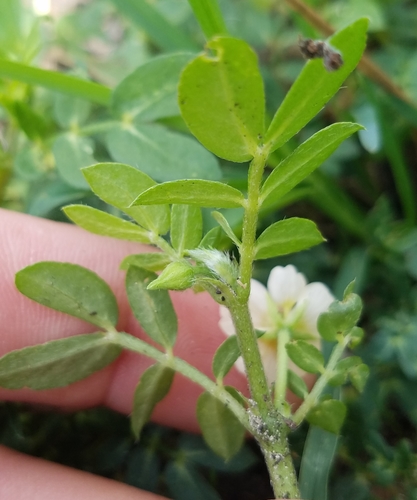 Kallstroemia image