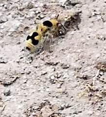 Dasymutilla arachnoides