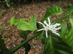 Coffea canephora