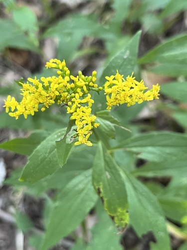Image of Solidago ulmifolia by (c) danpatrick, some rights reserved (CC BY)