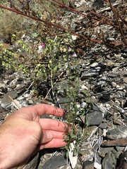 Sairocarpus kingii