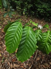 Coffea canephora