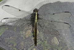 Libellula incesta
