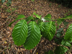 Coffea canephora
