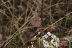 Daucus pusillus
