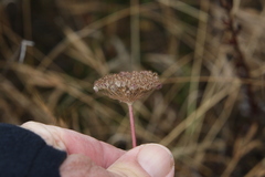 Daucus pusillus
