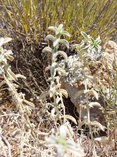 Image of Mercurialis Tomentosa (Mercurialis tomentosa) by (c) Diego Rodríguez Hernández, some rights reserved (CC BY)