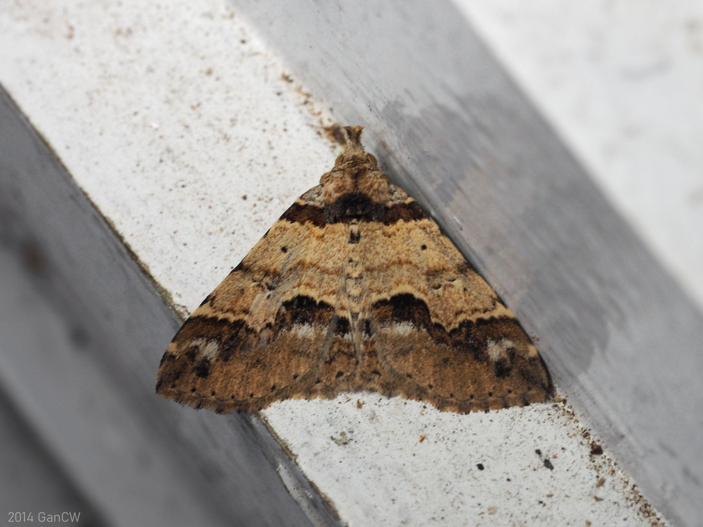 Bertula microdepressalis