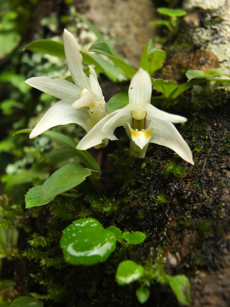 Porpax braccata