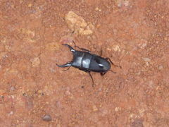 Dorcus intermedius