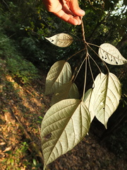 Croton malabaricus