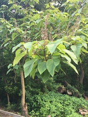 Heliocarpus