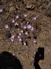 Clarkia cylindrica