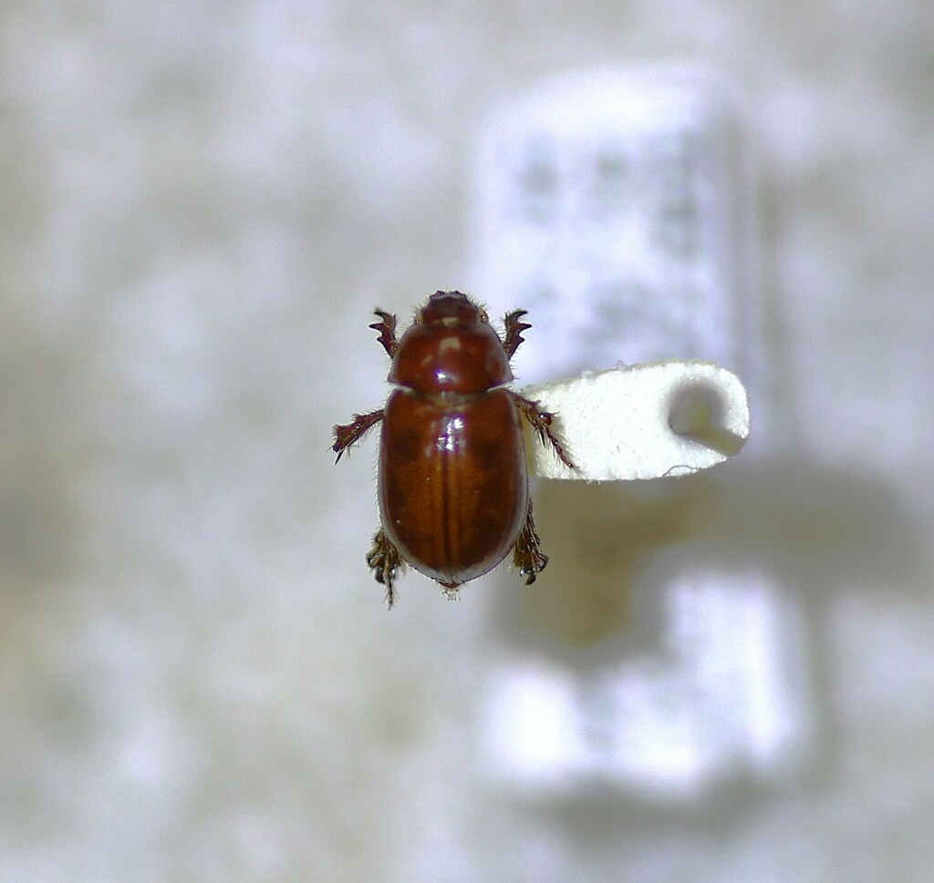 Pachyplectrus laevis