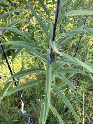 Whorled Sunflower (Helianthus verticillatus)