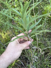 author not stated, no rights reserved Helianthus verticillatus, photograph author not stated, no rights reserved