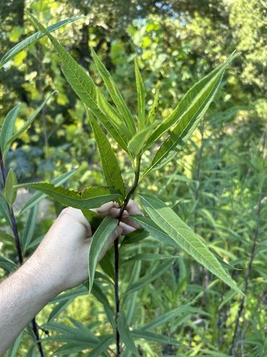 Helianthus verticillatus, photograph 4