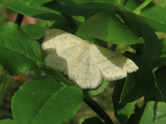 Scopula ternata