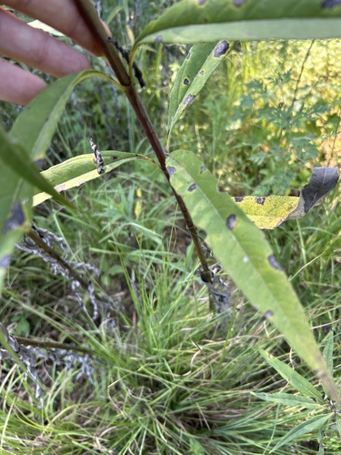 Helianthus verticillatus, photograph 5