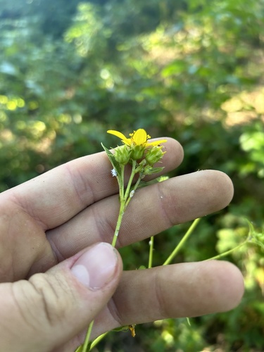 Image of Helianthus microcephalus by no rights reserved