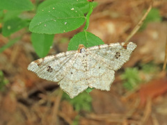 Macaria alternata