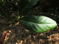 Cryptocarya wightiana