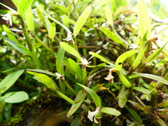 Scaphyglottis