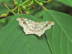 Macaria alternata