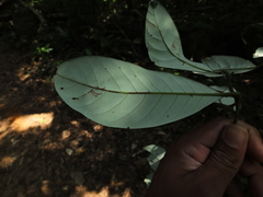 Cryptocarya wightiana