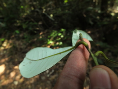 Cryptocarya wightiana