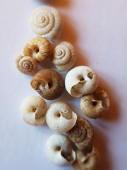 Xerotricha conspurcata