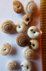 Xerotricha conspurcata