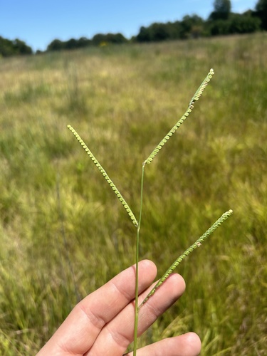 field paspalum (Paspalum laeve)