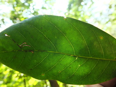 Cryptocarya wightiana