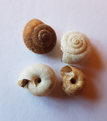 Xerotricha conspurcata