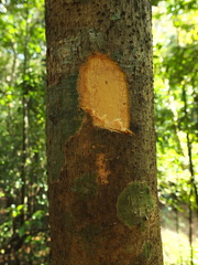 Cryptocarya wightiana