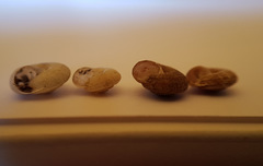 Xerotricha conspurcata