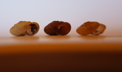 Xerotricha conspurcata