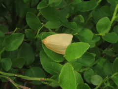 Zelotherses unitana