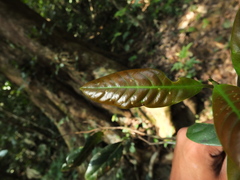 Cryptocarya wightiana