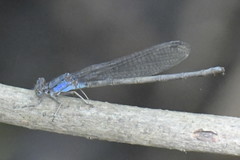 Argia funebris