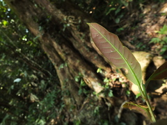 Cryptocarya wightiana