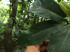 Cryptocarya wightiana